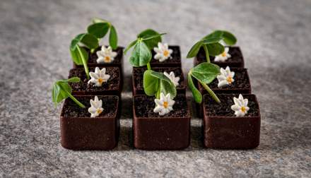Lieux de réception en Alsace - Cake au chocolat - Effervescence